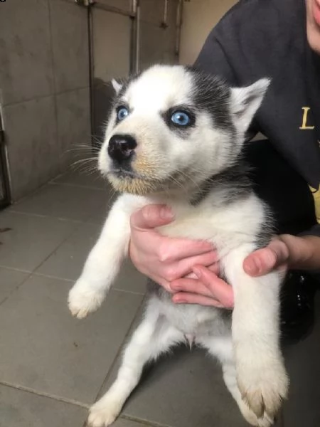cuccioli di husky siberiano occhi azzurri | Foto 1