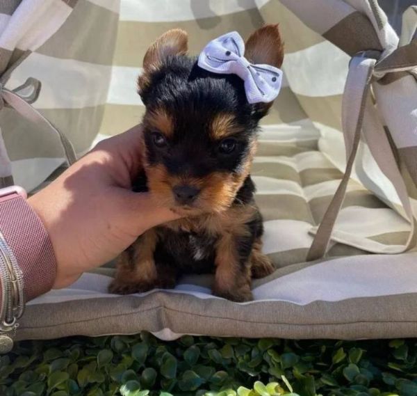 Vendita cucciolo Yorkshire da Privato a Roma cucciolo di yorkshire mini toy