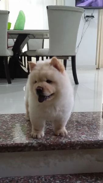 cuccioli di chow chow