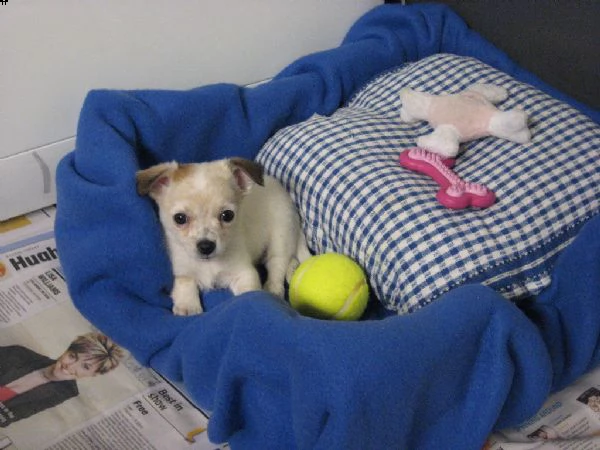 disponibili cuccioli di chihuahua