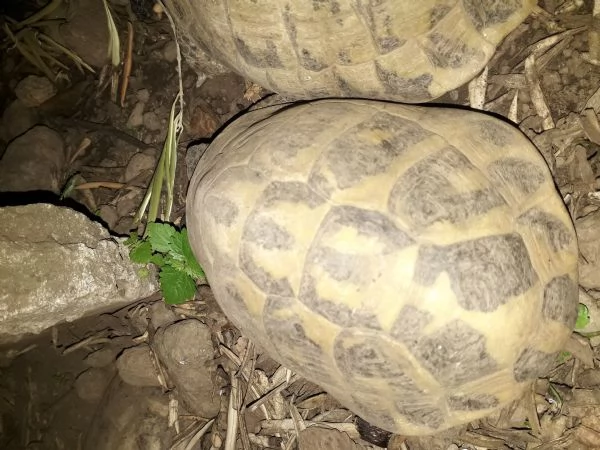 tartarughe di terra 