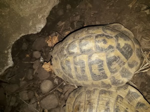 tartarughe di terra  | Foto 0