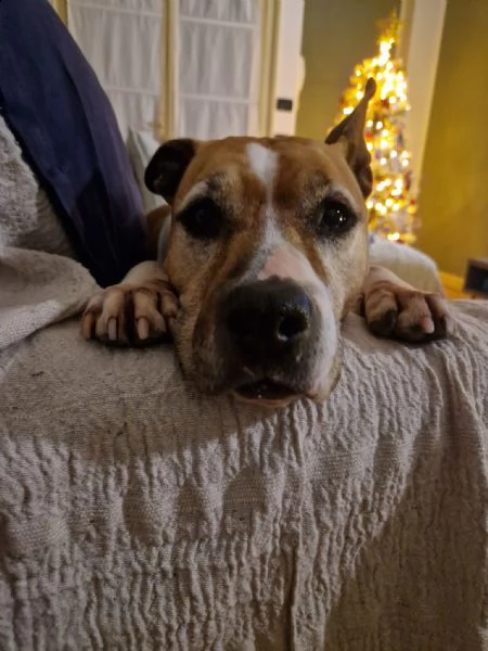 amstaff femmina di 10 anni e cerco una famiglia che possa amarmi per il resto della vita  | Foto 4