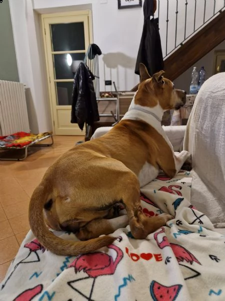 amstaff femmina di 10 anni e cerco una famiglia che possa amarmi per il resto della vita  | Foto 3