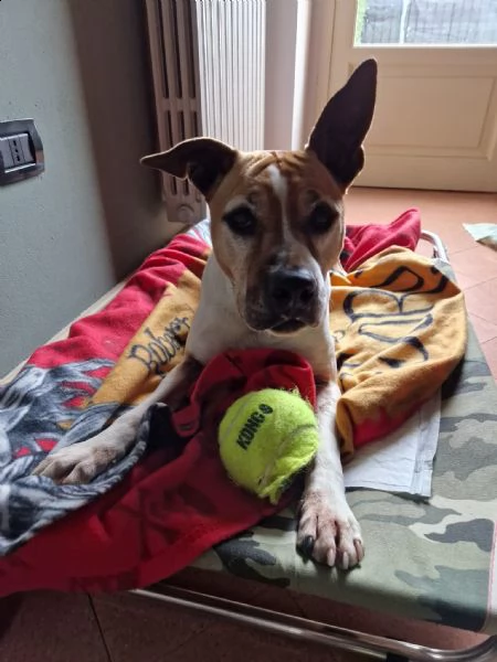 amstaff femmina di 10 anni e cerco una famiglia che possa amarmi per il resto della vita  | Foto 2