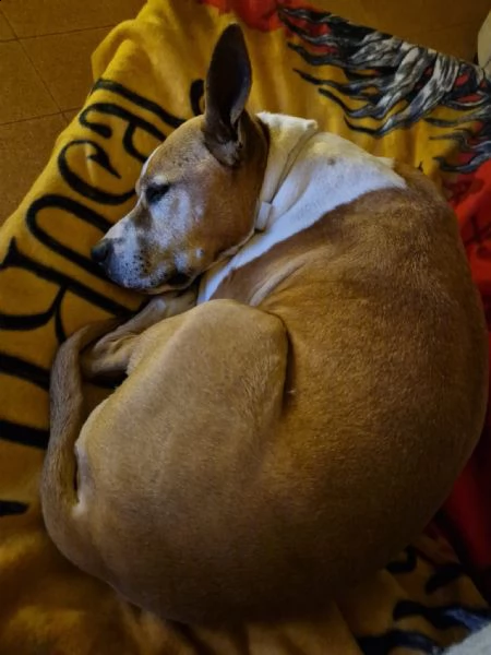 amstaff femmina di 10 anni e cerco una famiglia che possa amarmi per il resto della vita  | Foto 1