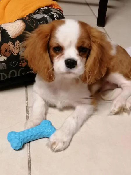 vendo cucciolo cavalier king | Foto 0