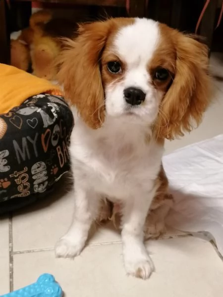vendo cucciolo cavalier king