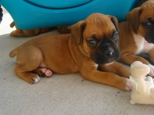 cuccioli di boxer