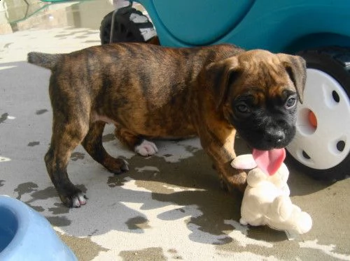 cuccioli di boxer | Foto 0