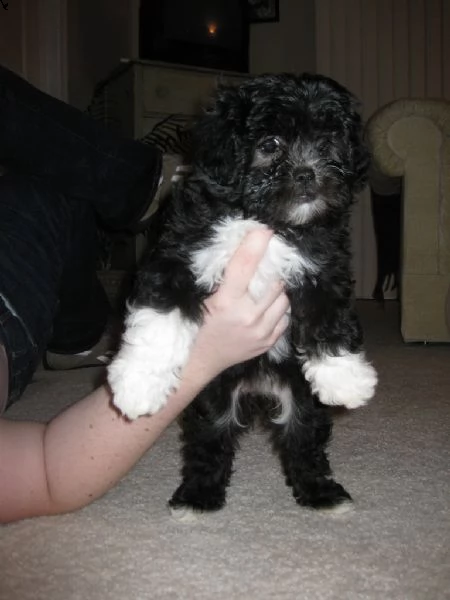 cuccioli di lhasa apso