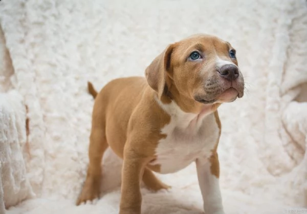 cuccioli di pitbull  | Foto 1