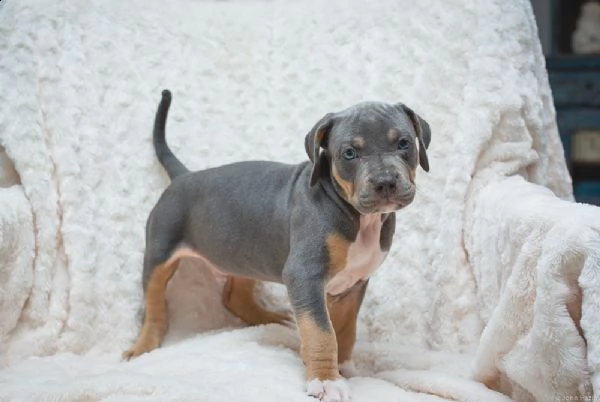 cuccioli di pitbull  | Foto 0