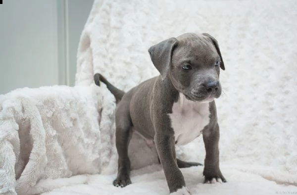 cuccioli di pitbull 