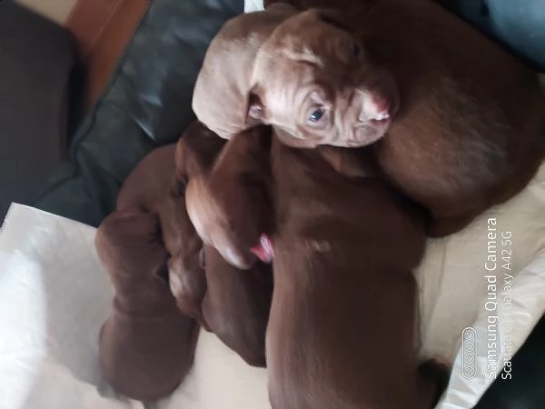 cuccioli pittbull red nose | Foto 1