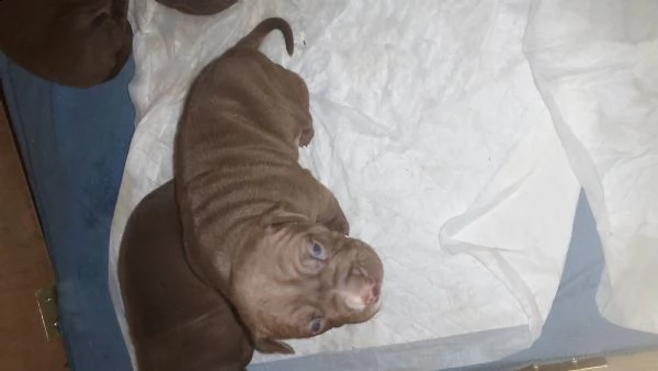 cuccioli pittbull red nose | Foto 0