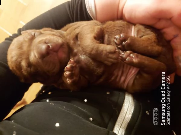cuccioli pittbull red nose