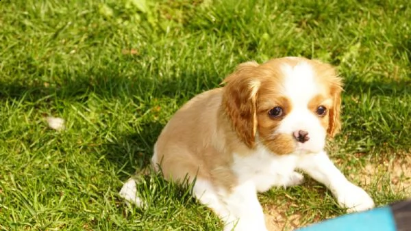 cavalier king cuccioli bicolore | Foto 3