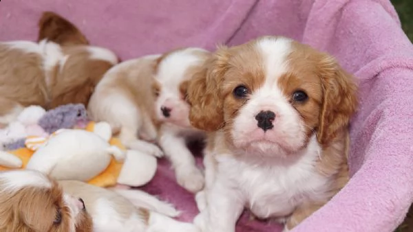 cavalier king cuccioli bicolore | Foto 2