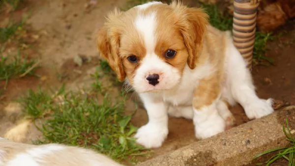 cavalier king cuccioli bicolore | Foto 1