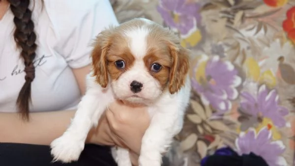 cavalier king cuccioli bicolore