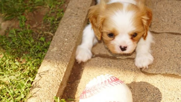 cavalier king cuccioli bicolore | Foto 0