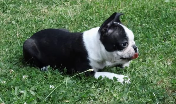 cuccioli boston terrier con il pedigree | Foto 6