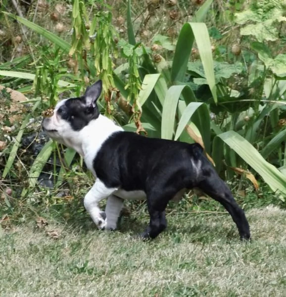 cuccioli boston terrier con il pedigree | Foto 5