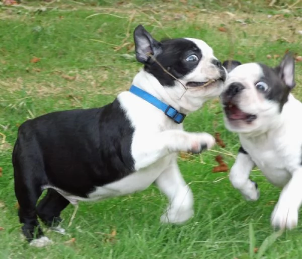 cuccioli boston terrier con il pedigree | Foto 3