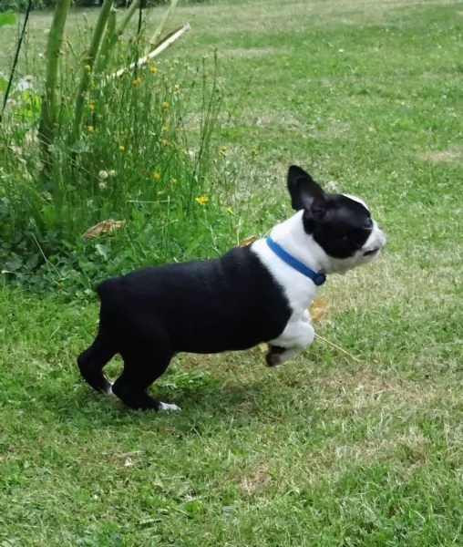 cuccioli boston terrier con il pedigree