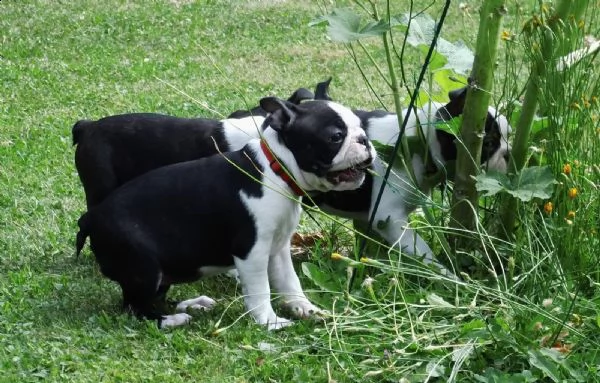 cuccioli boston terrier con il pedigree | Foto 2