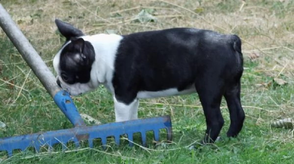 cuccioli boston terrier con il pedigree | Foto 1