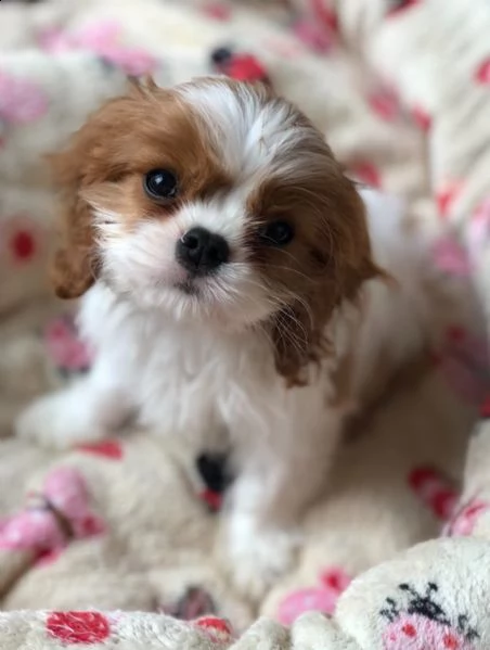 king animali domestici del cavalier king charles hanno | Foto 4