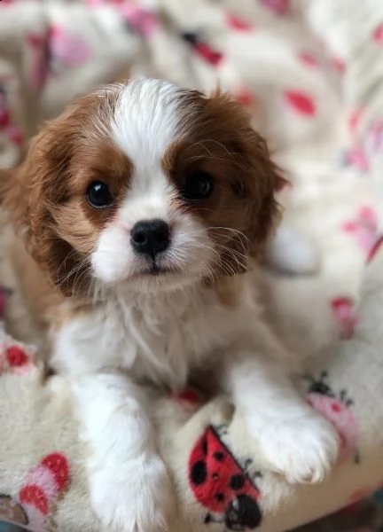 king animali domestici del cavalier king charles hanno | Foto 3