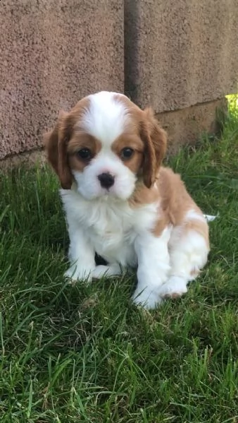 cuccioli di cavalier king con pedigree | Foto 5