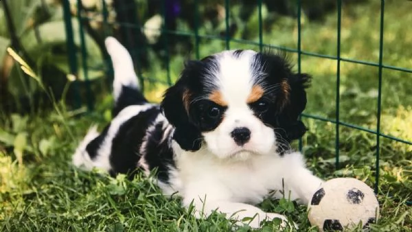 cuccioli di cavalier king con pedigree | Foto 4