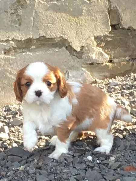 cuccioli di cavalier king con pedigree