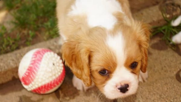 cuccioli di cavalier king con pedigree | Foto 3