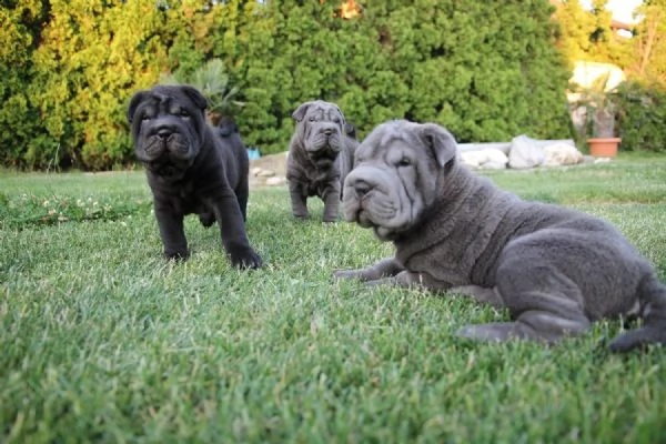 cuccioli di sharpei