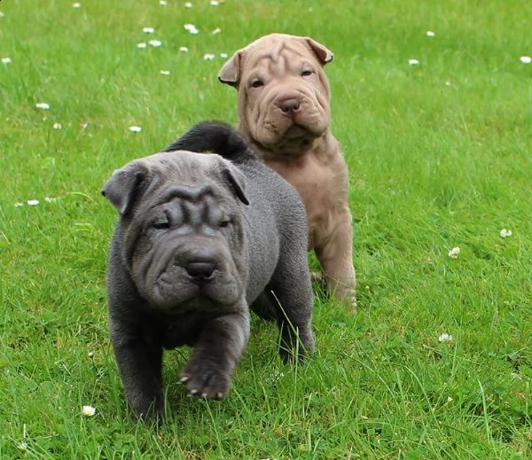 cuccioli di sharpei | Foto 6