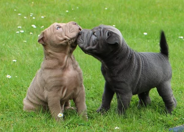 cuccioli di sharpei | Foto 4