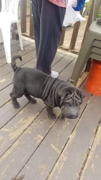 cuccioli di sharpei | Foto 3