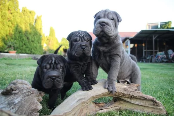 cuccioli di sharpei | Foto 2