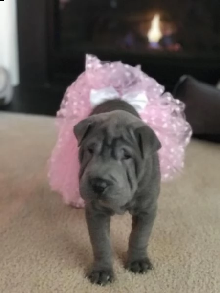 cuccioli di sharpei | Foto 1