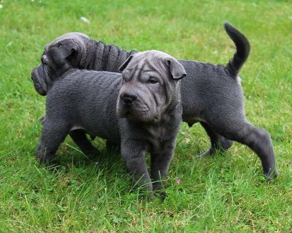 cuccioli di sharpei | Foto 0