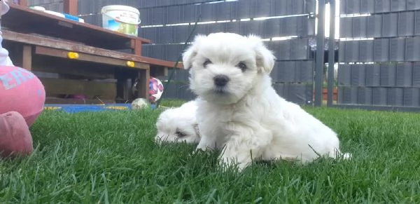 cucciolata di maltesi toy