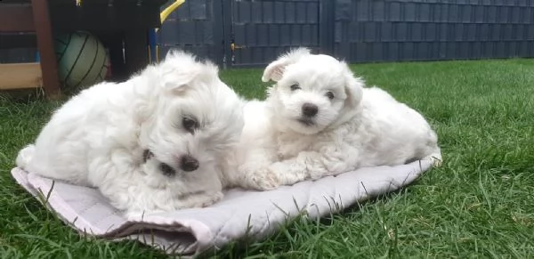 cucciolata di maltesi toy | Foto 4