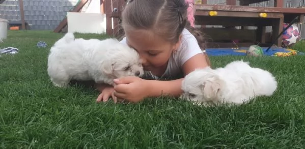 cucciolata di maltesi toy | Foto 3