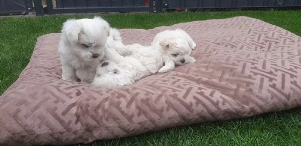 cucciolata di maltesi toy | Foto 2