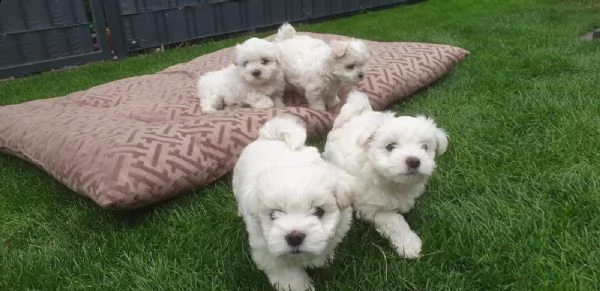 cucciolata di maltesi toy | Foto 1